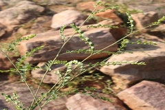 Phyllanthus rotundifolius